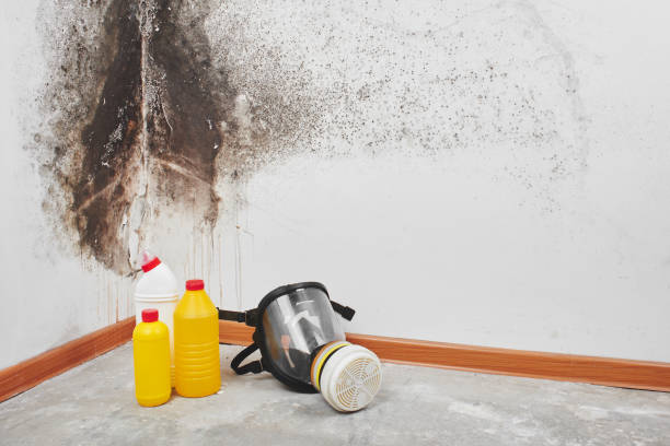 Best Insurance-Related Mold Remediation in Schler Park, IL