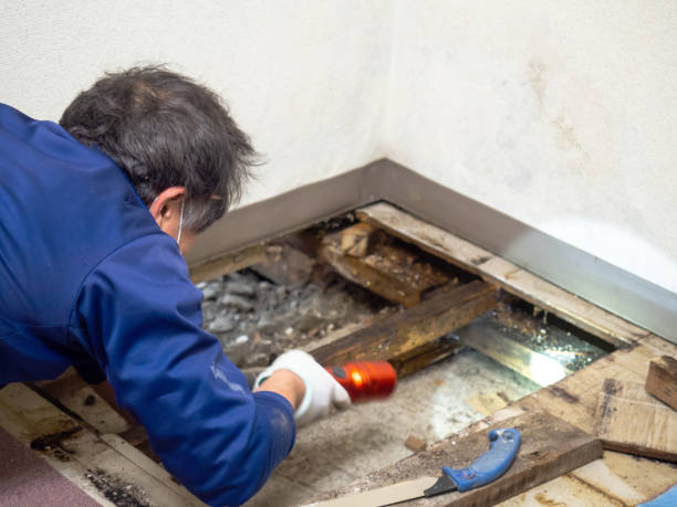 Best Kitchen Mold Remediation in Schler Park, IL