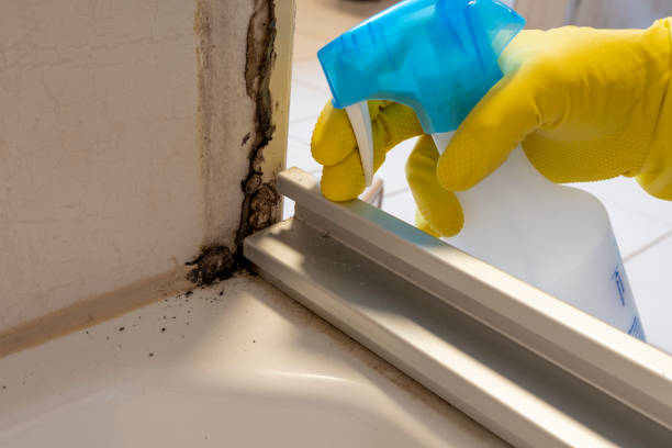 Best Mold Remediation for Specific Building Types in Schler Park, IL