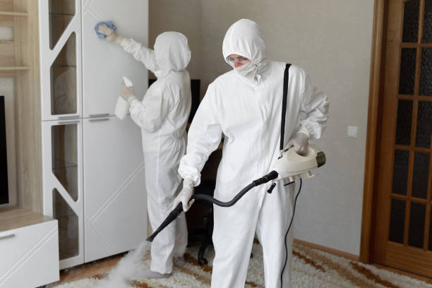 Best White Mold Remediation in Schler Park, IL
