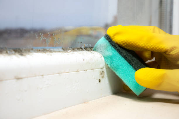 Best Basement Mold Remediation in Schler Park, IL
