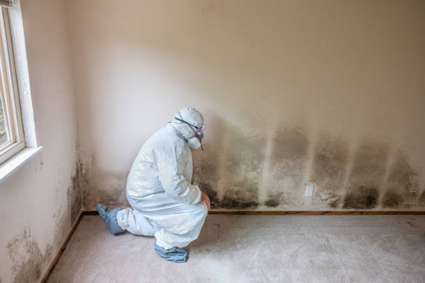 Best Industrial Mold Remediation in Schler Park, IL