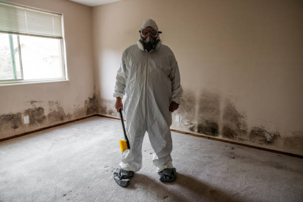 Best Attic Mold Remediation in Schler Park, IL