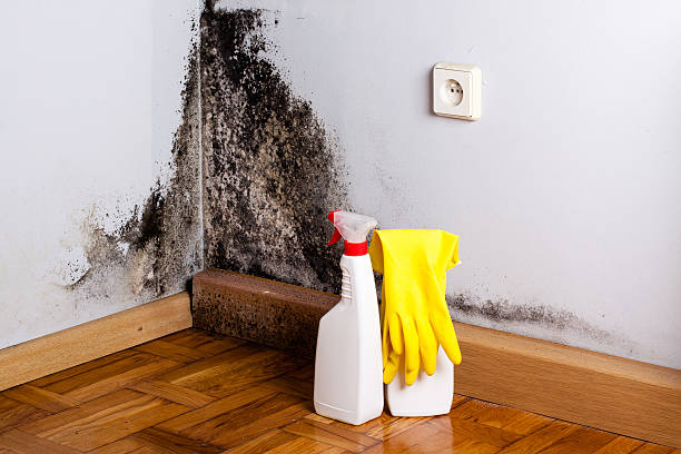 Best Residential Mold Remediation in Schler Park, IL