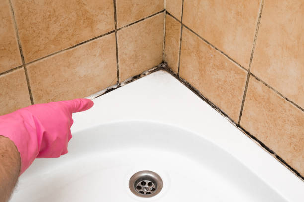 Best Black Mold Remediation in Schler Park, IL